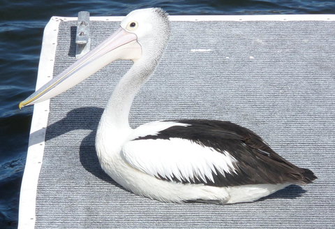 Gaia On Bribie Island - Whitsundays Accommodation 42