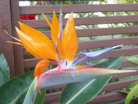 Gaia On Bribie Island - Whitsundays Accommodation 38