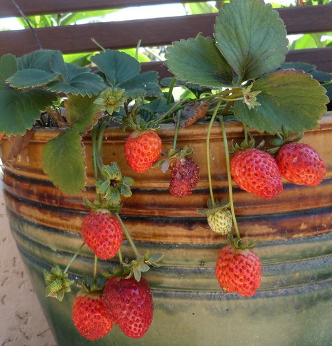 Gaia On Bribie Island - Whitsundays Accommodation 7