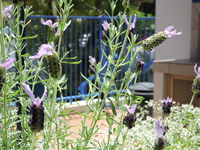 Surfers Beach Resort One