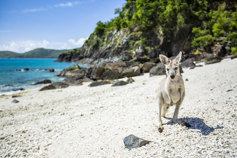 Daydream Island Resort - Whitsundays Accommodation 26