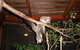 Forest Lodge: Little Villa - thumb 1
