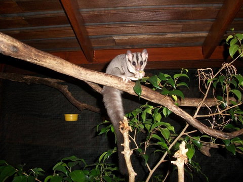 Forest Lodge: Little Villa - Whitsundays Accommodation 18