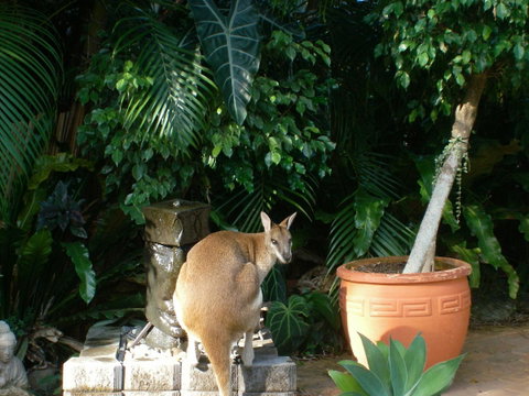 Bluewater Bed & Breakfast Cairns - Whitsundays Accommodation 22