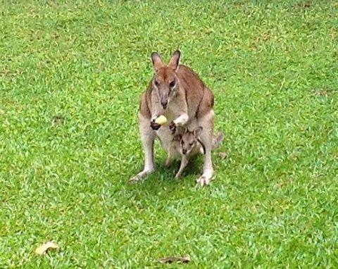 Bluewater Bed & Breakfast Cairns - Whitsundays Accommodation 6