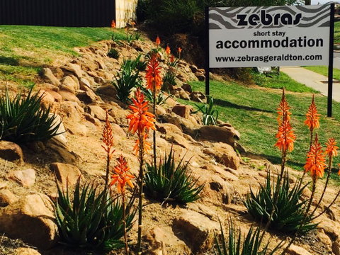 Zebras Guest House Geraldton - Whitsundays Accommodation 2