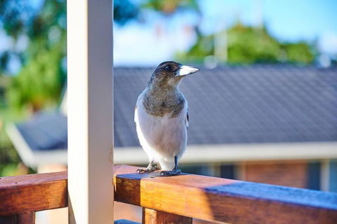 A Kids Dream & Paradise For Parents - Whitsundays Accommodation 2