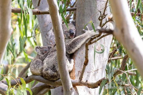A Quiet Unit Overlooking A Reserve - Whitsundays Accommodation 0