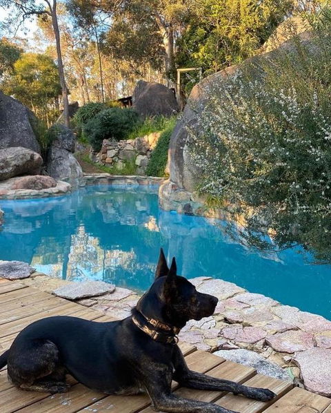 A Paradise For Dogs And A Magical Retreat For Hoomans - Whitsundays Accommodation 4