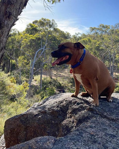 A Paradise For Dogs And A Magical Retreat For Hoomans - Whitsundays Accommodation 3