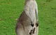 At Melaleuca 3 - thumb 3
