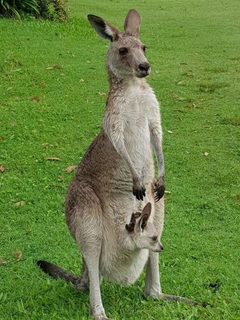 At Melaleuca 3 - Whitsundays Accommodation 3
