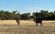 Banyena Homestead By Tiny Away - thumb 2