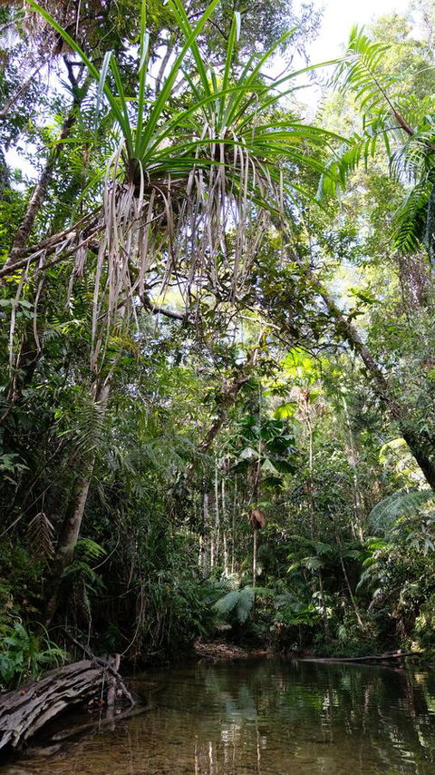 Daintree Manor B&B - Whitsundays Accommodation 7