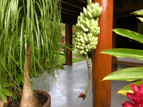 Daintree Manor B&B - Whitsundays Accommodation 10