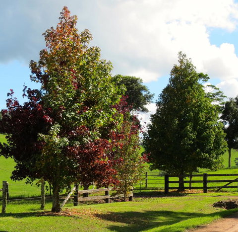 Maleny Springs Farm - Whitsundays Accommodation 26