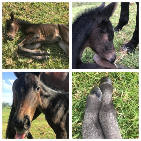 Maleny Springs Farm - Whitsundays Accommodation 29