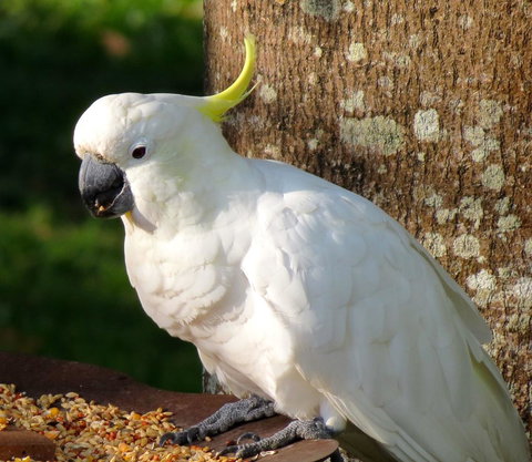 Maleny Springs Farm - Whitsundays Accommodation 40