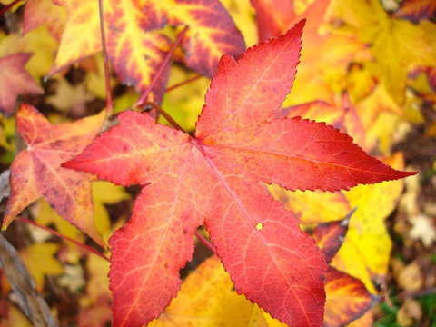 Maleny Springs Farm - Whitsundays Accommodation 38