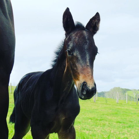 Maleny Springs Farm - Whitsundays Accommodation 12
