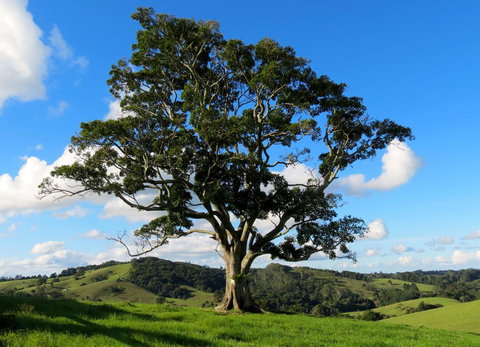 Maleny Springs Farm - Whitsundays Accommodation 32