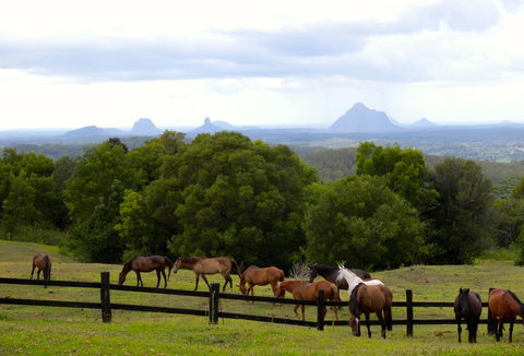 Maleny Springs Farm - Whitsundays Accommodation 39