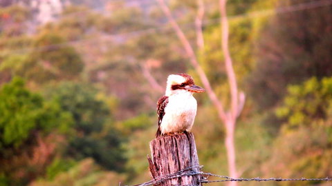 Maleny Springs Farm - Whitsundays Accommodation 25