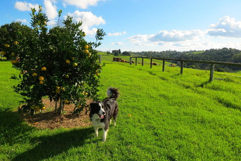 Maleny Springs Farm - Whitsundays Accommodation 31