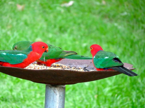 Maleny Springs Farm - Whitsundays Accommodation 35