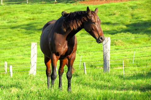 Maleny Springs Farm - Whitsundays Accommodation 27