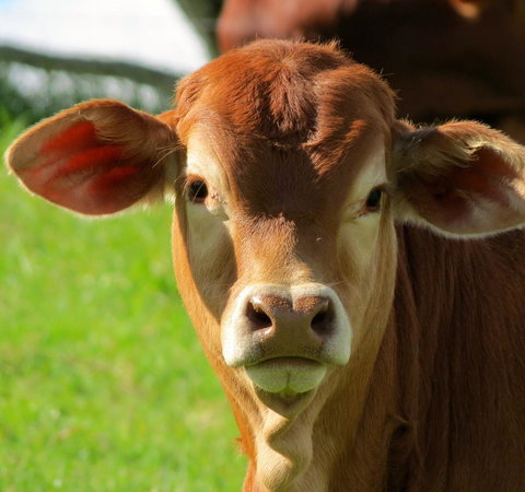 Maleny Springs Farm - Whitsundays Accommodation 9