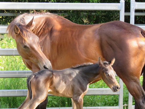 Maleny Springs Farm - Whitsundays Accommodation 18