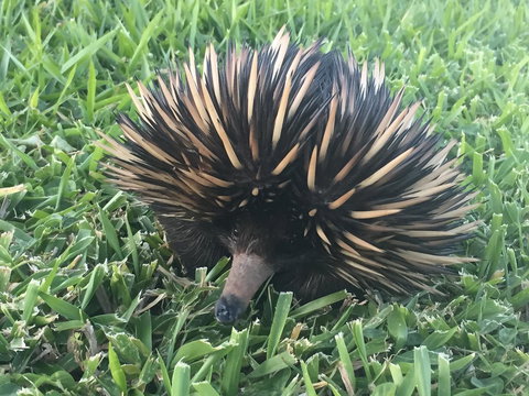 Maleny Springs Farm - Whitsundays Accommodation 23