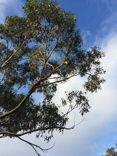 Beeâ€™s Place - 3 Bedroom Home On 10 Acres Of Land With Distant Ocean Views - Whitsundays Accommodation 25