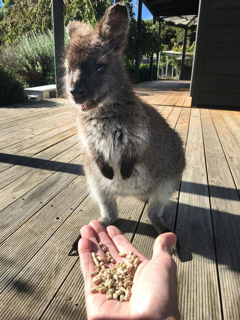 Parnella Adventure Bay, Bruny Island - Whitsundays Accommodation 17