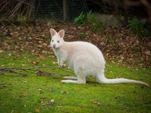 Parnella Adventure Bay, Bruny Island - Whitsundays Accommodation 20