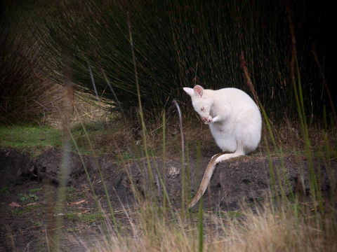 Parnella Adventure Bay, Bruny Island - Whitsundays Accommodation 18