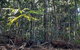 Daintree Rainforest Accommodation - thumb 1