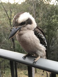 Book Tallebudgera Accommodation Vacations Whitsundays Accommodation Whitsundays Accommodation