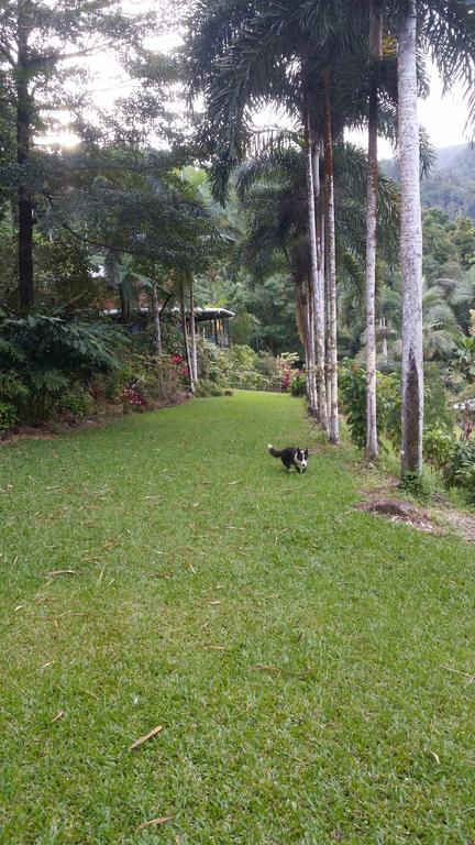 A Daintree Garden - Whitsundays Accommodation 1