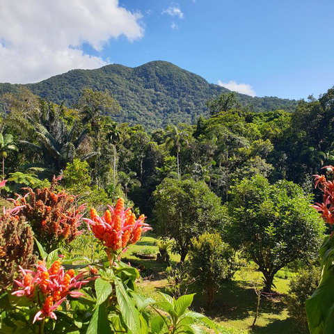 A Daintree Garden - Whitsundays Accommodation 3