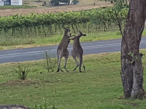 A Stanthorpe Getaway - Whitsundays Accommodation 3