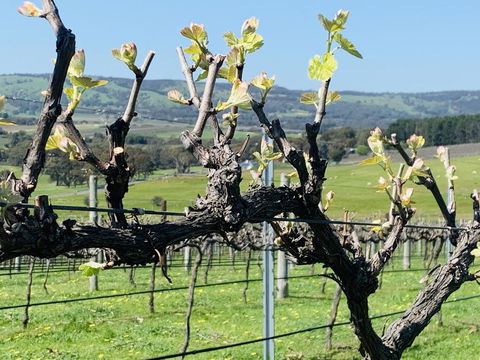 Amongst The Vines Deluxe Retreat - Whitsundays Accommodation 1