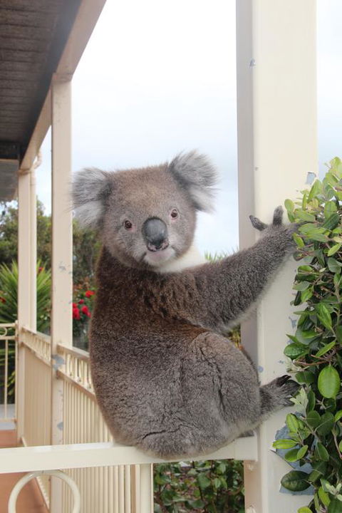 Angela's Beach Stays - Whitsundays Accommodation 3