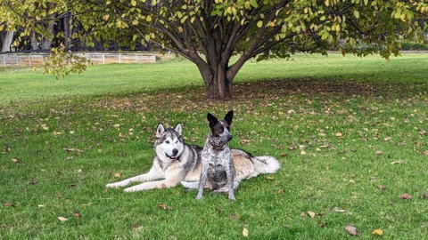 Mountain Culture Farm Stay - Pet Friendly - Whitsundays Accommodation 2