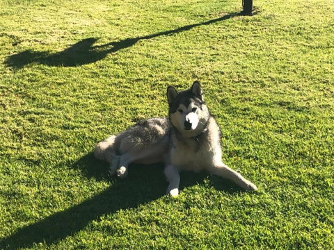 Mountain Culture Farm Stay - Pet Friendly - Whitsundays Accommodation 3