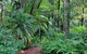 Rainforest Retreat-Fireplace-BBQ-3 Acres- - thumb 0
