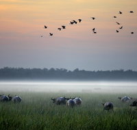 Bamurru Plains - Whitsundays Accommodation