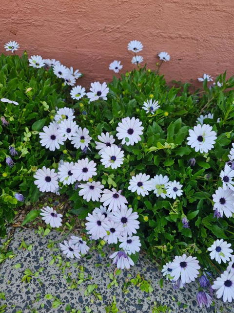 Reverie - Whitsundays Accommodation 2