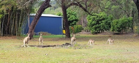 Roo Or 2 On Streeter - Whitsundays Accommodation 0